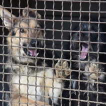 Из-за пандемии в трудном положении оказываются даже животные