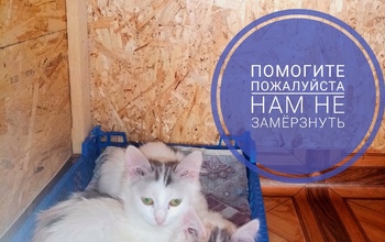 В Оренбурге приют для животных просит помощи для оплаты за свет