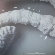 Под Оренбургом нашли окаменелые останки древнейшего червя