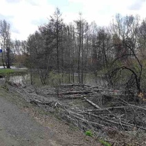 Под Медногорском кто-то вырубает деревья