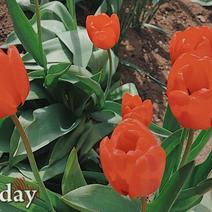 Первомай оренбуржцы отпразднуют онлайн