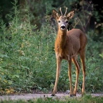 Житель Оренбуржья поплатился за отстрел двух косуль