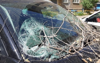В Медногорске из-за сильного ветра дерево упало прямо на автомобили