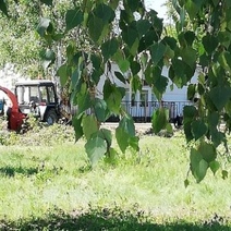 Под будущий парк в Подгородней Покровке вырубают деревья