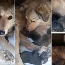 На ощенившуюся у подъезда собаку оренбуржцы заявили в полицию