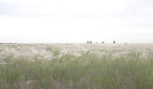 Выходные в Оренбуржье будут прохладными и дождливыми