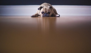 Оренбуржец при покупке мопса лишился всех денег