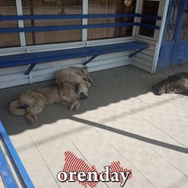 Мэрия Оренбурга в третий раз объявляет тендер на отлов бродячих собак