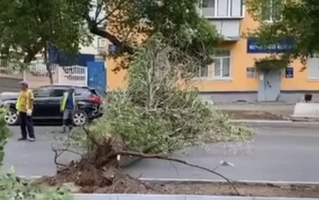 В Оренбурге прямо на дорогу упало дерево