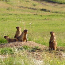 С 15 июня в Оренбуржье можно получить разрешение на добычу сурка
