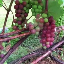 Руководство Оренбургской станции садоводства окажется на скамье подсудимых