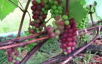 Руководство Оренбургской станции садоводства окажется на скамье подсудимых