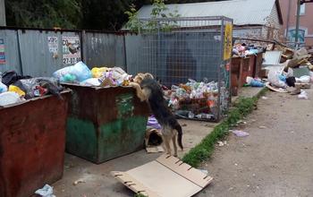 В Оренбурге до сих пор не разберутся, кто должен следить за чистотой контейнерных площадок