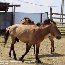 В Оренбуржье вылечили раненую лошадь Пржевальского