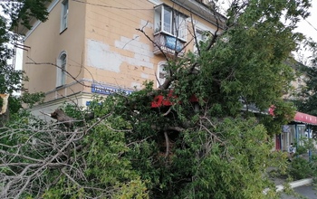 В Оренбурге на ул.М.Жукова вблизи остановки рухнуло дерево