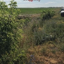 В Новосергиевке и Саракташе ввели карантин из-за сорняка горчака