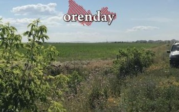 В Новосергиевке и Саракташе ввели карантин из-за сорняка горчака