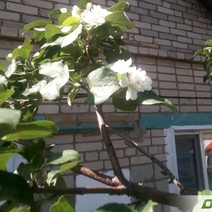 В Оренбуржье зацвели повторно не только первоцветы, но и яблони