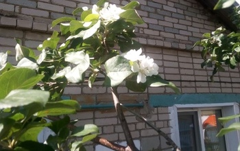 В Оренбуржье зацвели повторно не только первоцветы, но и яблони