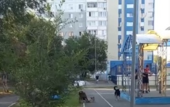 Жители областного центра вновь и вновь жалуются на бездомных собак