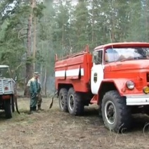 На месте выгоревших сосен в Бузулукском бору посадят новые