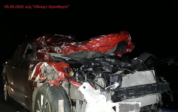 Под Оренбургом водитель Kia Rio сбил трех коров