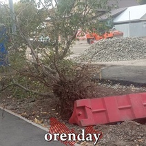 Действия мэрии Оренбурга по вырубке деревьев суд признал незаконными