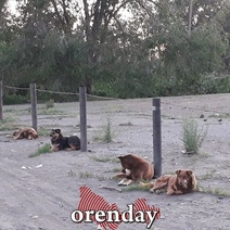 В Оренбурге больше года никто не занимается отловом бродячих собак