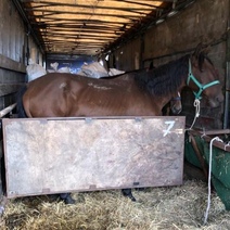 Через Оренбуржье за границу пытались незаконно вывезти табун лошадей