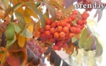 В Оренбуржье на выходных начинается «бабье лето»