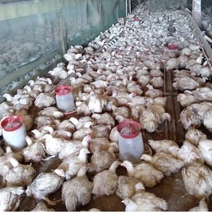 В Оренбуржье фермеры поплатились за плохое отношение к птице и скоту