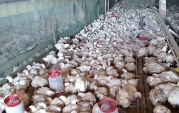 В Оренбуржье фермеры поплатились за плохое отношение к птице и скоту