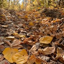 Чем  оренбуржцев порадует погода в ближайшие дни