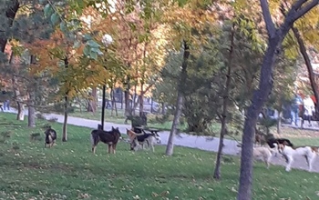 Бездомные собаки заполонили парк им. Перовского в Оренбурге 