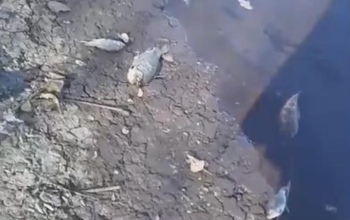 В сети появилось видео гибели рыбы в Новотроицке