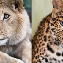 Ева, спасенный детеныш леопарда из Оренбуржья, полетит в Танзанию через две недели