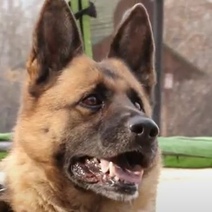 Служебную собаку Альбу пожелали забрать более полусотни оренбуржцев