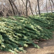 В Оренбурге уже заработали елочные базары 