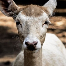 В Оренбуржье суды рассмотрели дела по косулям