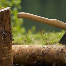 В Пономаревском районе мужчина вырубил 17 сосен и один дуб