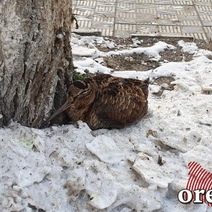 В центре Оренбурга погибает подраненный вальдшнеп