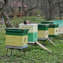 Лесничему из Оренбургского района приглянулись чужие ульи