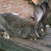 Пьяный житель Переволоцкого района из-за ссоры убил 23 кроликов принадлежащих оппонентке
