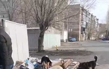 Бездомные собаки продолжают заполонять Оренбург