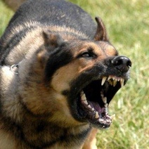 Владельцы овчарки, покусавшей дочь оренбурженки, выплатят 50 тысяч рублей компенсации