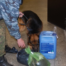 Житель Узбекистана пытался провезти в Оренбуржье более 36 кг насвая