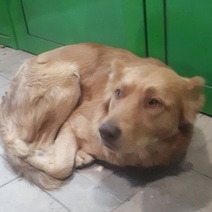 Оренбуржцев довели до того, что они сами начали бороться с бродячими псами (18+)