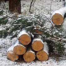 Житель Башкирии предстанет перед судом за незаконную вырубку леса в Тюльгане