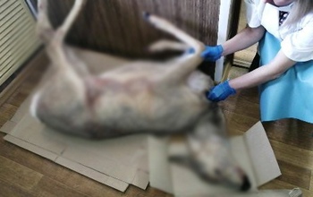 В Октябрьском районе мужчина случайно подстрелил двух косуль вместо одной