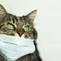 В Оренбургской области лаборатория ищет вирус COVID-19 в биоматериале животных